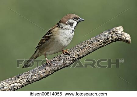 Stock Photography - Tree Sparrow (Passer montanus), adult, Germany, europe, Europe. Fotosearch