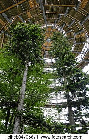 Tree tower, tree top path Bavarian Forest, Neuschönau, Bavarian Forest National Park, Lower Bavaria, Bavaria, Germany, Europe View Large Photo Image Stock Image - Tree tower, tree top path Bavarian Forest, Neuschönau, Bavarian Forest National Park, Lower Bavaria, Bavaria, Germany, Europe. Fotosearch