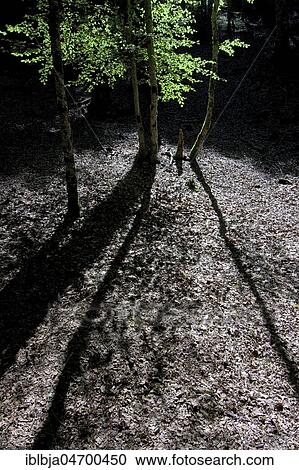 Tree truncks in a forest, Puy de Dome department, Auvergne-Rhône-Alpes, France, Europe View Large Photo Image Stock Image - Tree truncks in a forest, Puy de Dome department, Auvergne-Rhône-Alpes, France, Europe. Fotosearch