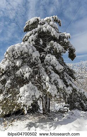 Stock Image - Tree under snow in Central Park in winter, New York City, USA, North America. Fotosearch