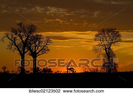 Stock Image - Trees at sunset, Madagascar, Africa. Fotosearch