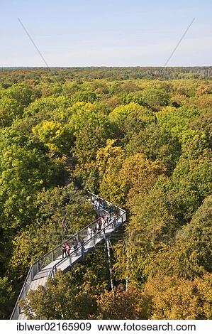Treetop trail, deciduous forest, Hainich National Park, Hainich, Thuringia, Germany, Europe View Large Photo Image Stock Photo - Treetop trail, deciduous forest, Hainich National Park, Hainich, Thuringia, Germany, Europe. Fotosearch