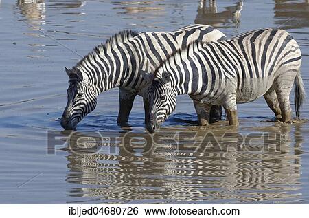 Stock Photograph - Two Burchell's Zebras (Equus quagga burchellii), standing in muddy water, drinking, Okaukuejo waterhole, Etosha National Park, Namibia, Africa. Fotosearch