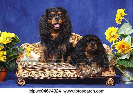 Two Cavalier King Charles Spaniels, black-and-tan, sitting on bench, summerly decorated View Large Photo Image Picture - Two Cavalier King Charles Spaniels, black-and-tan, sitting on bench, summerly decorated. Fotosearch