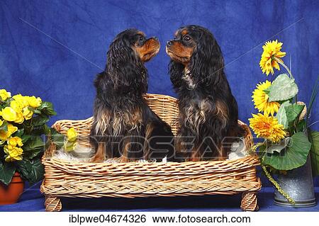 Two Cavalier King Charles Spaniels, black-and-tan, sitting on bench, summerly decorated View Large Photo Image Stock Photograph - Two Cavalier King Charles Spaniels, black-and-tan, sitting on bench, summerly decorated. Fotosearch