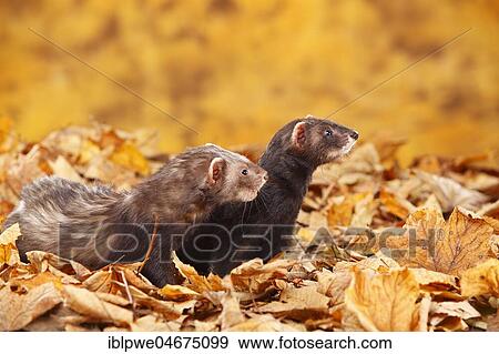 Two Ferrets (Mustela putorius forma domestica) in autumn leaves View Large Photo Image Stock Photo - Two Ferrets (Mustela putorius forma domestica) in autumn leaves. Fotosearch