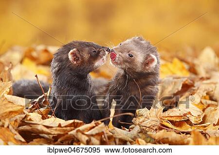 Two Ferrets (Mustela putorius forma domestica) in autumn leaves View Large Photo Image Stock Photography - Two Ferrets (Mustela putorius forma domestica) in autumn leaves. Fotosearch