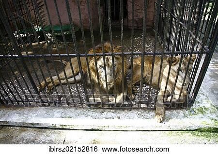 Stock Photograph - Two lions in a small cage, Sancti Spiritu, Cuba, North America. Fotosearch