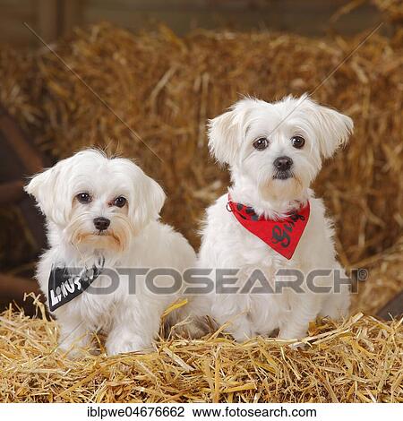 Two Maltese dogs with scarf sitting in straw View Large Photo Image Stock Image - Two Maltese dogs with scarf sitting in straw. Fotosearch