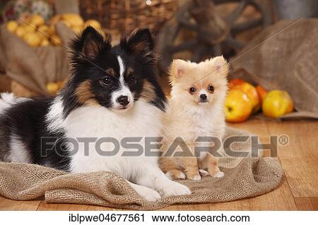 Two mixed-breed dogs, young male, Chihuahua-Mix, and puppy, 12 weeks, Kleinspitz-Papillon-Mix, sitting next to each other, decorated in autumn View Large Photo Image Stock Image - Two mixed-breed dogs, young male, Chihuahua-Mix, and puppy, 12 weeks, Kleinspitz-Papillon-Mix, sitting next to each other, decorated in autumn. Fotosearch