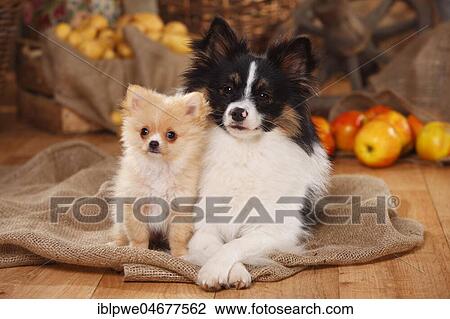 Two mixed-breed dogs, young male, Chihuahua-Mix, and puppy, 12 weeks, Kleinspitz-Papillon-Mix, sitting next to each other, decorated in autumn View Large Photo Image Stock Image - Two mixed-breed dogs, young male, Chihuahua-Mix, and puppy, 12 weeks, Kleinspitz-Papillon-Mix, sitting next to each other, decorated in autumn. Fotosearch