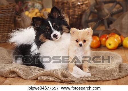 Two mixed-breed dogs, young male, Chihuahua-Mix, and puppy, 12 weeks, Kleinspitz-Papillon-Mix, sitting next to each other, decorated in autumn View Large Photo Image Stock Photo - Two mixed-breed dogs, young male, Chihuahua-Mix, and puppy, 12 weeks, Kleinspitz-Papillon-Mix, sitting next to each other, decorated in autumn. Fotosearch