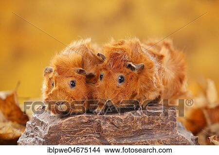 Two rosette guinea pigs on stone, red, autumnal View Large Photo Image Picture - Two rosette guinea pigs on stone, red, autumnal. Fotosearch