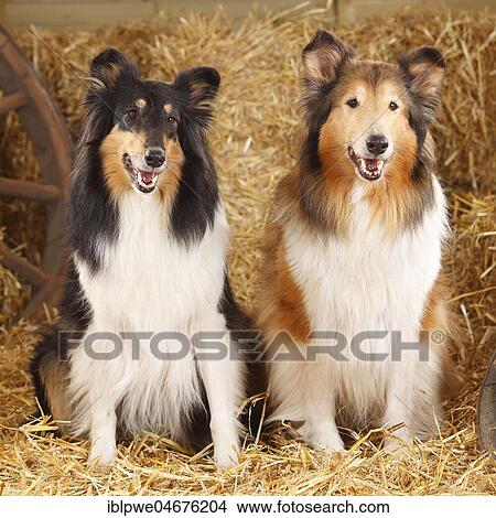 Picture - Two Scottish shepherd dogs, bitches, lying in straw. Fotosearch