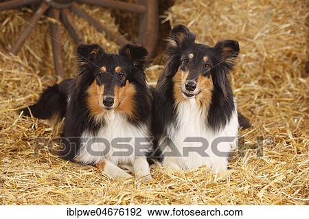 Two Scottish shepherd dogs, bitches, lying in straw View Large Photo Image Stock Image - Two Scottish shepherd dogs, bitches, lying in straw. Fotosearch