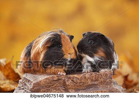Two Sheltie guinea pigs side by side on stone, plate-white, Peruvian silk animal, autumnal View Large Photo Image Stock Photo - Two Sheltie guinea pigs side by side on stone, plate-white, Peruvian silk animal, autumnal. Fotosearch