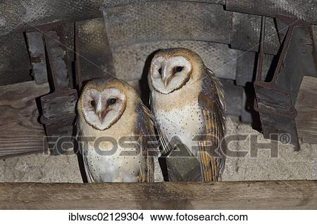 Two young Barn Owls (Tyto alba) on a roof ridge, Vulkaneifel district, Rhineland-Palatinate, Germany, Europe View Large Photo Image Picture - Two young Barn Owls (Tyto alba) on a roof ridge, Vulkaneifel district, Rhineland-Palatinate, Germany, Europe. Fotosearch