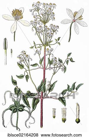 Stock Photo - Upright virgin´s bower (Anemone recta), medicinal plant, crop plant, chromolithography, about 1870. Fotosearch