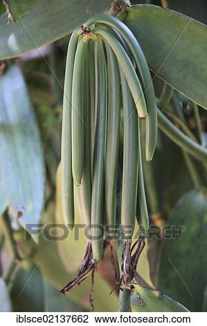 Vanilla Beans (Vanilla planifolia) on the bush, Zanzibar, Tanzania, Africa View Large Photo Image Stock Image - Vanilla Beans (Vanilla planifolia) on the bush, Zanzibar, Tanzania, Africa. Fotosearch