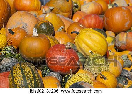 Stock Photograph - Various pumpkins. Fotosearch