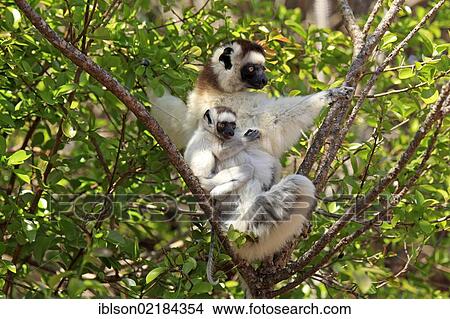 Picture - Verreaux's Sifaka (Propithecus verreauxi), mother with young, Berenty Reserve, Madagascar, Africa. Fotosearch