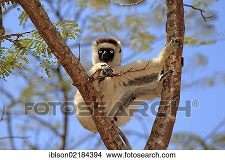 Verreaux's Sifaka (Propithecus verreauxi), adult, Berenty Reserve, Madagascar, Africa View Large Photo Image Picture - Verreaux's Sifaka (Propithecus verreauxi), adult, Berenty Reserve, Madagascar, Africa. Fotosearch
