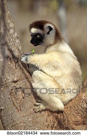 Picture - Verreaux's Sifaka (Propithecus verreauxi), adult in a tree, Berenty Reserve, Madagascar, Africa. Fotosearch