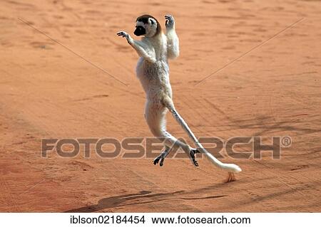 Verreaux's Sifaka (Propithecus verreauxi), adult, jumping, Berenty Reserve, Madagascar, Africa View Large Photo Image Picture - Verreaux's Sifaka (Propithecus verreauxi), adult, jumping, Berenty Reserve, Madagascar, Africa. Fotosearch
