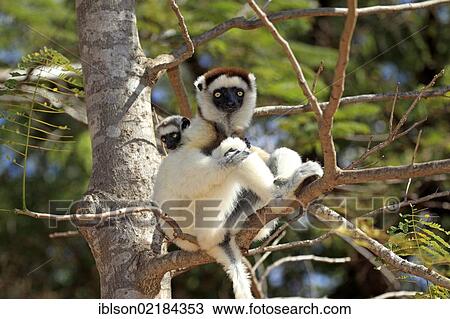 Stock Image - Verreaux's Sifaka (Propithecus verreauxi), mother with young, Berenty Reserve, Madagascar, Africa. Fotosearch