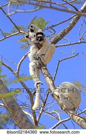 Verreaux's Sifaka (Propithecus verreauxi), mother with young, Berenty Reserve, Madagascar, Africa View Large Photo Image Stock Image - Verreaux's Sifaka (Propithecus verreauxi), mother with young, Berenty Reserve, Madagascar, Africa. Fotosearch