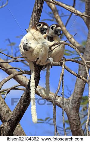 Stock Image - Verreaux's Sifaka (Propithecus verreauxi), mother with young, Berenty Reserve, Madagascar, Africa. Fotosearch