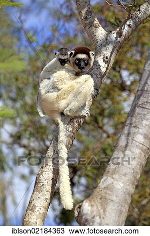 Stock Image - Verreaux's Sifaka (Propithecus verreauxi), mother with young, Berenty Reserve, Madagascar, Africa. Fotosearch