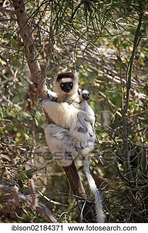 Stock Image - Verreaux's Sifaka (Propithecus verreauxi), mother with young, Berenty Reserve, Madagascar, Africa. Fotosearch