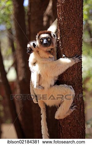 Stock Image - Verreaux's Sifaka (Propithecus verreauxi), mother with young, Berenty Reserve, Madagascar, Africa. Fotosearch
