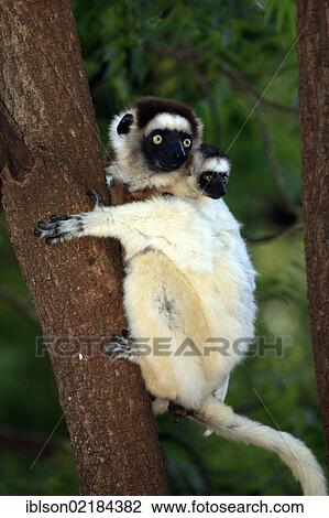 Verreaux's Sifaka (Propithecus verreauxi), mother with young, Berenty Reserve, Madagascar, Africa View Large Photo Image Stock Image - Verreaux's Sifaka (Propithecus verreauxi), mother with young, Berenty Reserve, Madagascar, Africa. Fotosearch