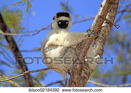 Verreaux's Sifaka (Propithecus verreauxi), adult, Berenty Reserve, Madagascar, Africa View Large Photo Image Stock Image - Verreaux's Sifaka (Propithecus verreauxi), adult, Berenty Reserve, Madagascar, Africa. Fotosearch