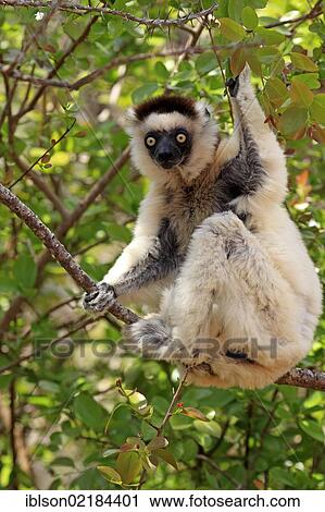Verreaux's Sifaka (Propithecus verreauxi), adult in a tree, Berenty Reserve, Madagascar, Africa View Large Photo Image Stock Image - Verreaux's Sifaka (Propithecus verreauxi), adult in a tree, Berenty Reserve, Madagascar, Africa. Fotosearch