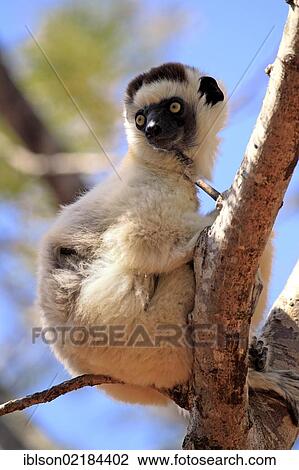 Verreaux's Sifaka (Propithecus verreauxi), adult in a tree, Berenty Reserve, Madagascar, Africa View Large Photo Image Stock Image - Verreaux's Sifaka (Propithecus verreauxi), adult in a tree, Berenty Reserve, Madagascar, Africa. Fotosearch