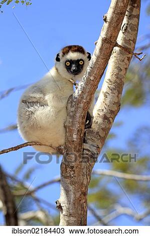 Stock Image - Verreaux's Sifaka (Propithecus verreauxi), adult in a tree, Berenty Reserve, Madagascar, Africa. Fotosearch