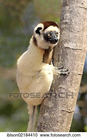Stock Image - Verreaux's Sifaka (Propithecus verreauxi), adult in a tree, Berenty Reserve, Madagascar, Africa. Fotosearch