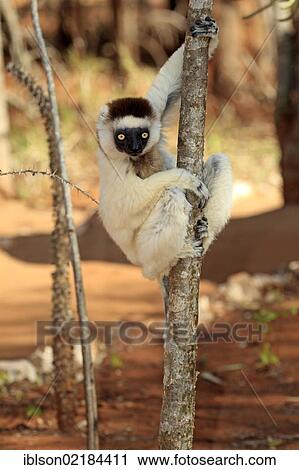 Verreaux's Sifaka (Propithecus verreauxi), adult in a tree, Berenty Reserve, Madagascar, Africa View Large Photo Image Stock Image - Verreaux's Sifaka (Propithecus verreauxi), adult in a tree, Berenty Reserve, Madagascar, Africa. Fotosearch