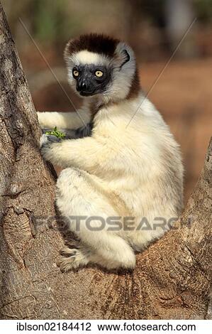 Verreaux's Sifaka (Propithecus verreauxi), adult in a tree, Berenty Reserve, Madagascar, Africa View Large Photo Image Stock Image - Verreaux's Sifaka (Propithecus verreauxi), adult in a tree, Berenty Reserve, Madagascar, Africa. Fotosearch