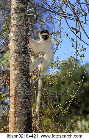 Verreaux's Sifaka (Propithecus verreauxi), adult in a tree, Berenty Reserve, Madagascar, Africa View Large Photo Image Stock Image - Verreaux's Sifaka (Propithecus verreauxi), adult in a tree, Berenty Reserve, Madagascar, Africa. Fotosearch