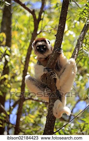 Verreaux's Sifaka (Propithecus verreauxi), adult in a tree, Berenty Reserve, Madagascar, Africa View Large Photo Image Stock Image - Verreaux's Sifaka (Propithecus verreauxi), adult in a tree, Berenty Reserve, Madagascar, Africa. Fotosearch