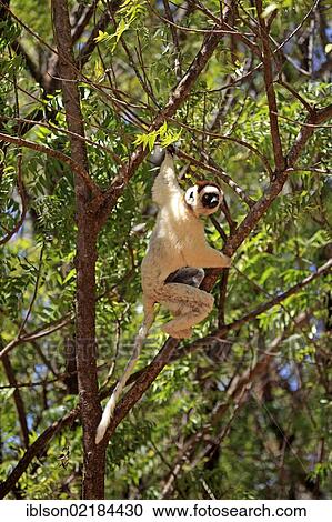 Verreaux's Sifaka (Propithecus verreauxi), adult in a tree, Berenty Reserve, Madagascar, Africa View Large Photo Image Stock Image - Verreaux's Sifaka (Propithecus verreauxi), adult in a tree, Berenty Reserve, Madagascar, Africa. Fotosearch