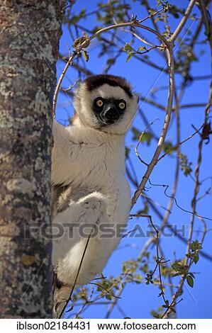Stock Image - Verreaux's Sifaka (Propithecus verreauxi), adult in a tree, Berenty Reserve, Madagascar, Africa. Fotosearch