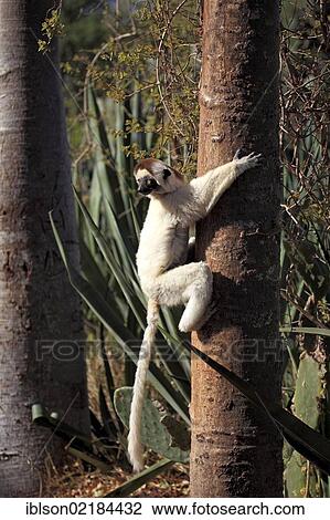 Verreaux's Sifaka (Propithecus verreauxi), adult in a tree, Berenty Reserve, Madagascar, Africa View Large Photo Image Stock Image - Verreaux's Sifaka (Propithecus verreauxi), adult in a tree, Berenty Reserve, Madagascar, Africa. Fotosearch