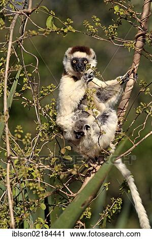 Verreaux's Sifaka (Propithecus verreauxi), mother and young in a tree, eating, foraging, Berenty Reserve, Madagascar, Africa View Large Photo Image Stock Image - Verreaux's Sifaka (Propithecus verreauxi), mother and young in a tree, eating, foraging, Berenty Reserve, Madagascar, Africa. Fotosearch