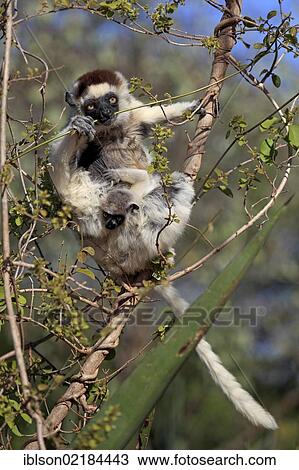 Verreaux's Sifaka (Propithecus verreauxi), mother and young in a tree, eating, foraging, Berenty Reserve, Madagascar, Africa View Large Photo Image Stock Image - Verreaux's Sifaka (Propithecus verreauxi), mother and young in a tree, eating, foraging, Berenty Reserve, Madagascar, Africa. Fotosearch