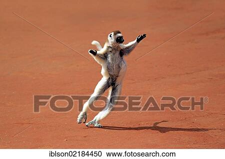 Stock Image - Verreaux's Sifaka (Propithecus verreauxi), adult, jumping, Berenty Reserve, Madagascar, Africa. Fotosearch